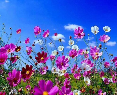 Hombres tímidos - Mito o realidad